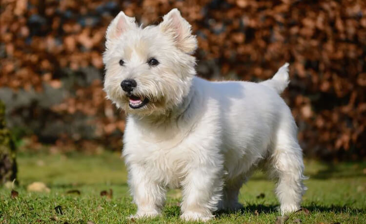 Scottish Terrier